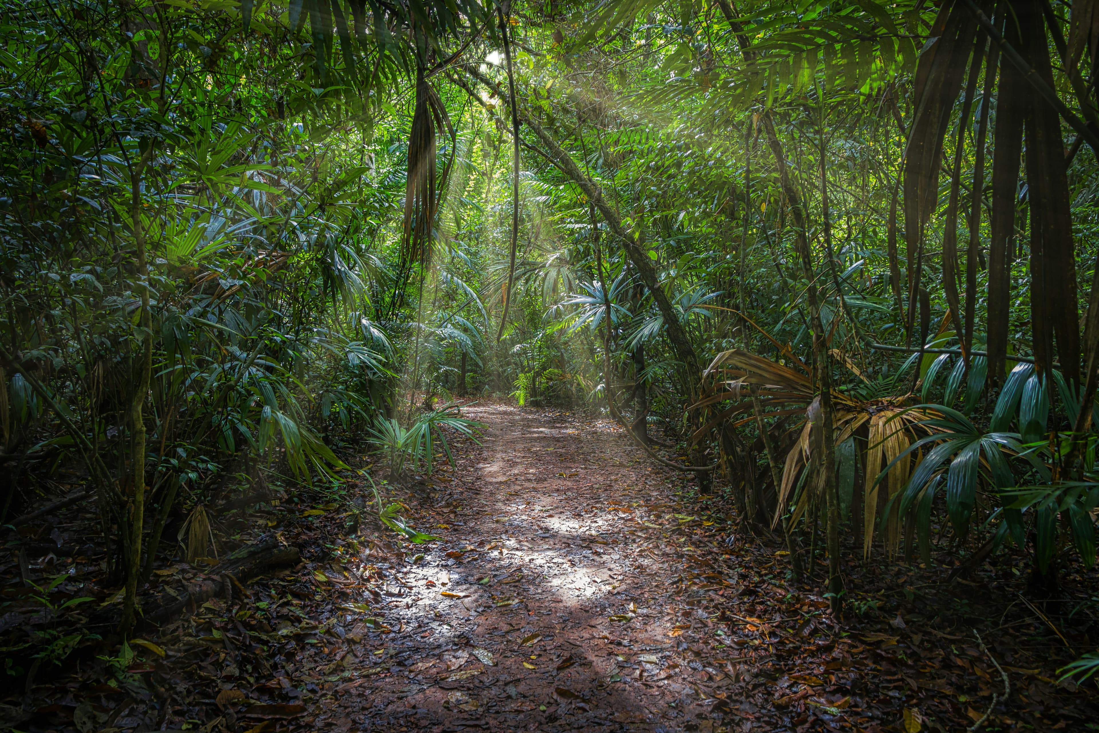 Sendero de grava entre la selva
